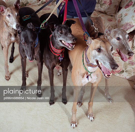 Greyhounds On Leash, Excited For Walk Stock Images Page Everypixel