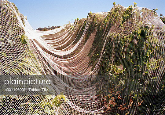 A net covering fruit trees in an orchard