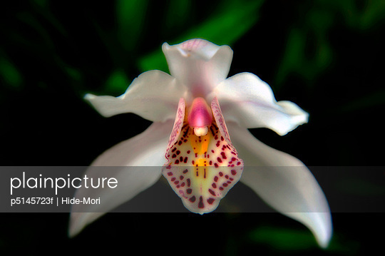 Close-up of a white orchid