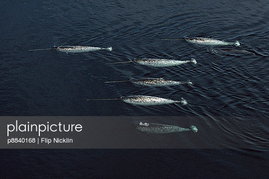 Narwhal aerial of six males swimming near water surface