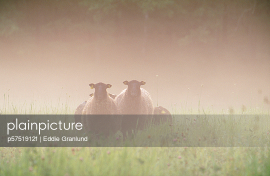 Sheep on field with mist