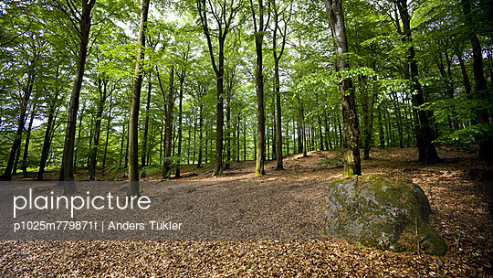 Many trees in Söderåsen National Park at Scania, Sweden - Stock Image ...