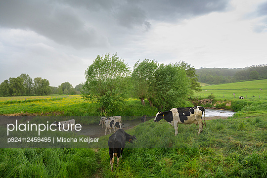 Cows near small river Geul in spring - p924m2459495 by Mischa Keijser