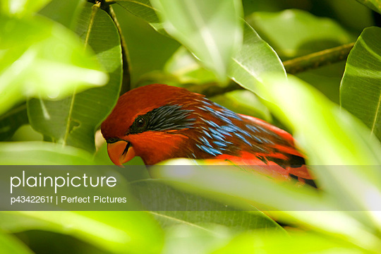 Parrot, close-up - Stock Image - Everypixel
