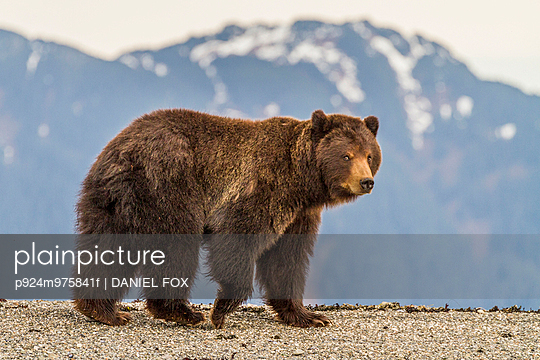 Brown Bear On The Rocky Shore Of Pack Creek On Admiralty Island Juneau Brown Bear On The Rocky Shore Of Pack Creek On Admiralty Island Juneau